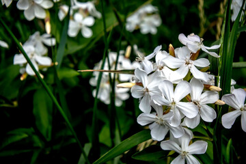 beautiful white fragrant flowers are used in medicine