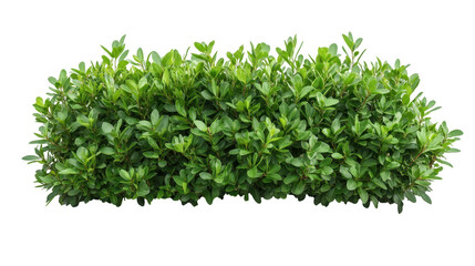 Fototapeta premium Vibrant green hedge, perfect for gardens or landscaping projects. transparent background