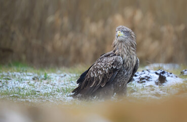 White tailed eagle ( Haliaeetus albicilla)