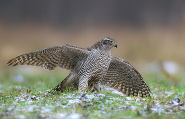 Northern goshwak adult bird ( Accipiter gentillis )
