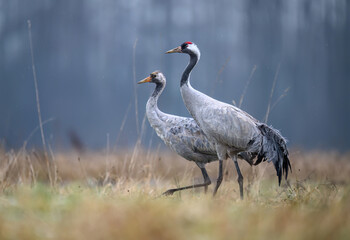 Obraz premium Common crane bird ( Grus grus )