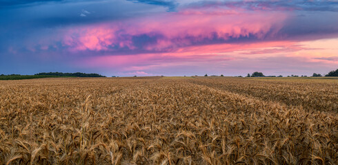 Beautiful summer sunset over wheat fields © Piotr Krzeslak