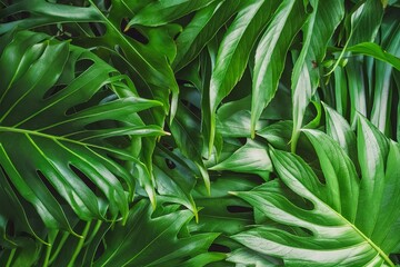 Obraz premium Close up of natural green leaves background, tropical foliage texture