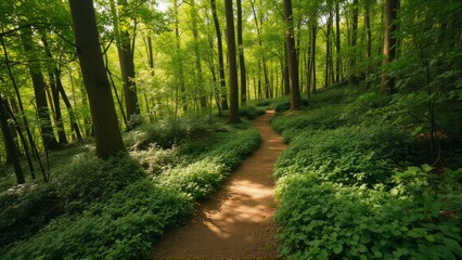 Obraz premium Sunlit Forest Path Winding Through Lush Green Undergrowth