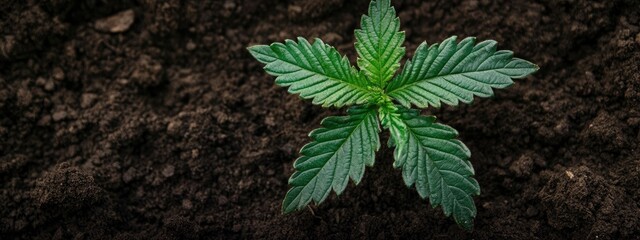 A young cannabis plant emerging from rich, dark soil, showcasing vibrant green leaves and a fresh start in cultivation.