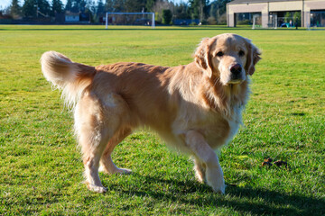 Happy Golden Retriever dog outside at a park on green grass. The friendly pet has his tongue sticking out with a big smile. 