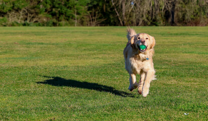Happy and friendly golden retriever dog running in green grass at a park with a ball in his mouth. The purebred pet is having fun with exercise outside. 