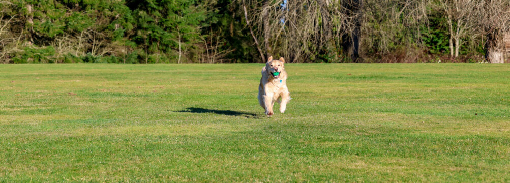 Happy and friendly golden retriever dog running in green grass at a park with a ball in his mouth. The purebred pet is having fun with exercise outside. 