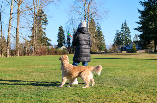 A woman playing fetch with a ball that her golden retriever dog will chase and play with on the grass in a park. 