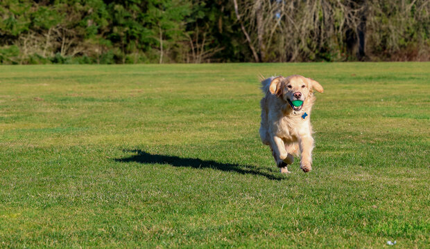 Happy and friendly golden retriever dog running in green grass at a park with a ball in his mouth. The purebred pet is having fun with exercise outside. 