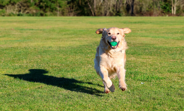 Happy and friendly golden retriever dog running in green grass at a park with a ball in his mouth. The purebred pet is having fun with exercise outside. 