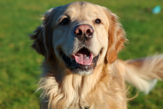 Happy Golden Retriever dog outside at a park on green grass. The friendly pet has his tongue sticking out with a big smile. 