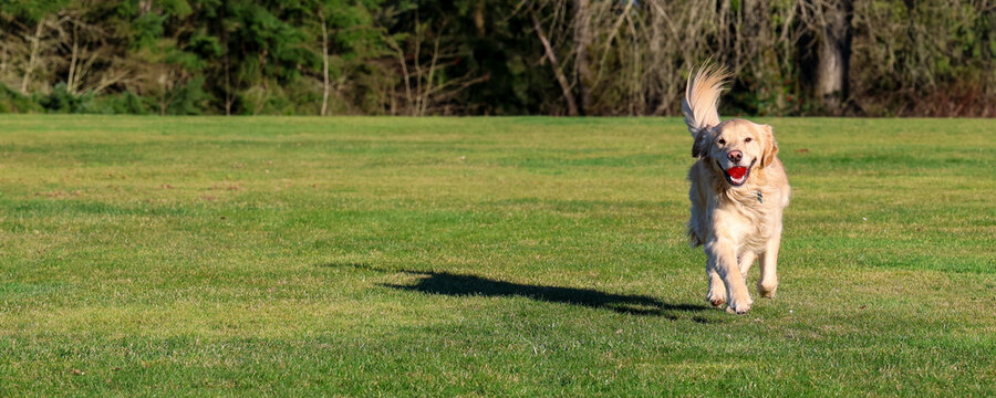 Happy and friendly golden retriever dog running in green grass at a park with a ball in his mouth. The purebred pet is having fun with exercise outside. 