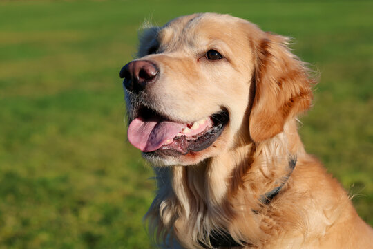 Happy Golden Retriever dog outside at a park on green grass. The friendly pet has his tongue sticking out with a big smile. 