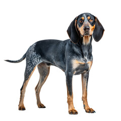 Bluetick Coonhound AI Generated Image