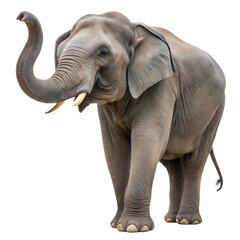 Obraz premium Borneo Elephant AI Generated Image