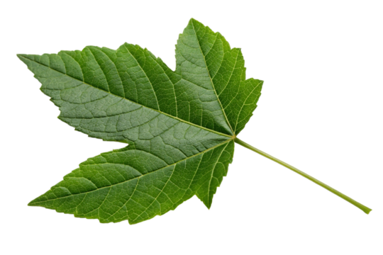 leaf with flower