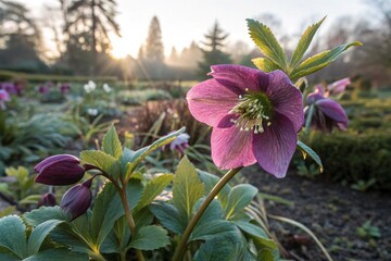 purple hellebore flower in the garden