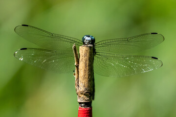 新緑の稲の中の木の杭に止るシオカラトンボ