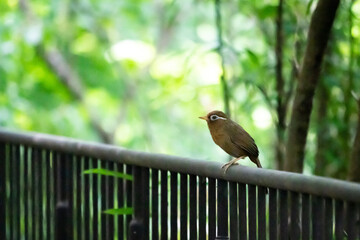 手すりの上に止ってエサを探すガビチョウ