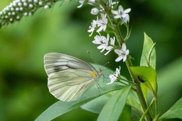 ヌマトラノオの花の蜜を吸うモンシロチョウ