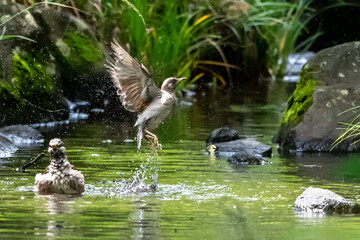 小川で水浴びした後に水しぶきを上げながらジャンプして飛び立つムクドリ