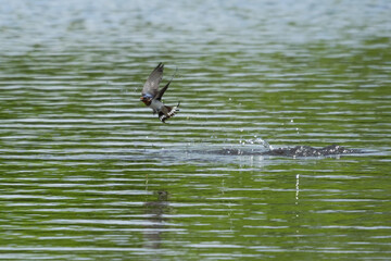 水中のエサをめがけてダイブするツバメ