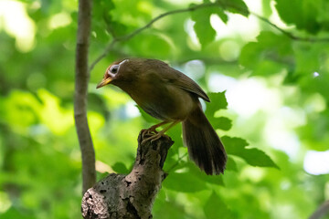 新緑の中で枝の上に止るガビチョウ