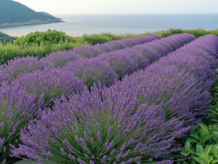 Obraz premium Endless Lavender Fields: Breathtaking Summer Landscape with Blossoming Flowers and Clear Blue Sky
