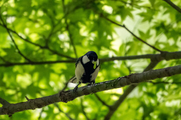 新緑の木陰でエサの芋虫を咥えるシジュウカラ