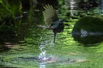 小川で水浴びした後に水しぶきを上げながらジャンプして飛び立つヒヨドリ