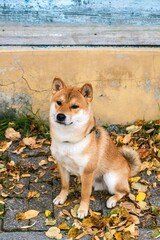 Adorable Purebred Shiba Inu Dog Sitting Comfortably on a Vibrant Pile of Autumn Leaves Outdoors.
