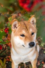Stunning Portrait of a Shiba Inu Dog Amidst a Vibrant Fall Landscape of Colorful Foliage.