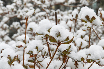 snow covered branches of a tree
