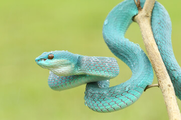 green lizard on a green background