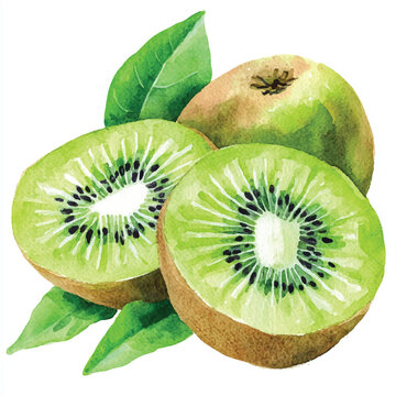 Kiwi or keule fruit watercolor clipart illustration