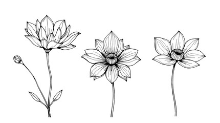 Naklejka premium Elegant Black and White Floral Line Art, flower PNG