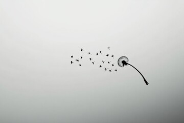 Gentle Breeze Carrying Dandelion Seeds Through a Calm Gray Sky