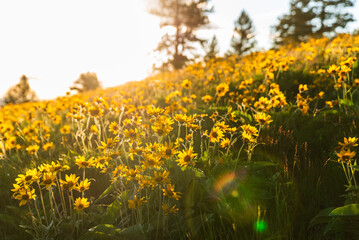 Beautiful Alpine Wildflowers At Sunset