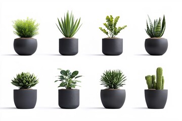 Fototapeta premium Modern Indoor Plants in Stylish Black Pots for Home and Office Decoration