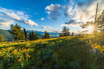 Hiking On A Lush Green Mountain