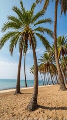 Fototapeta premium palm trees with branches and leaves in the park of the beach 