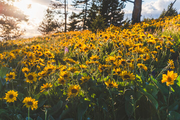Obraz premium Super Bloom Of Wildflowers At Sunset