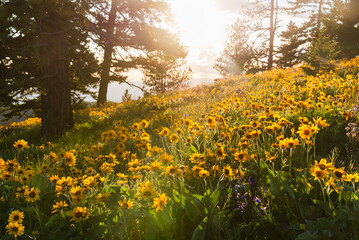 Sunset Golden Sunny Yellow Wildflowers