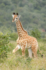 A cute young giraffe with still fluffy horns and beautiful markings,  walks through its natural grassland habitat while it waits for its mother to return in a game reserve in South Africa.