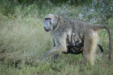 A mother chacma baboon with one eye half closed, walks cautiously through the grass of her natural habitat with her cute baby baboon hanging on under her body in a game reserve in South Africa.