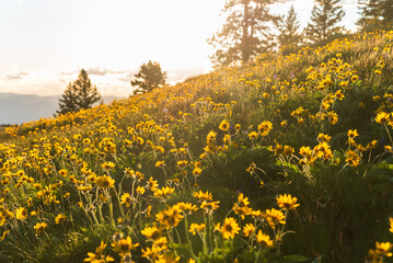 Fototapeta premium Super Bloom Yellow Wildflowers At Sunset