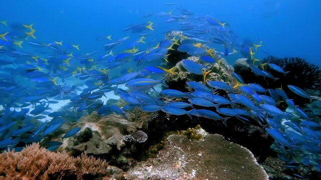 Rows and rows of fusiliers swimming in the same direction close to a coral reef making what almost looks like a living carpet or fish train
