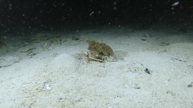 A decorator crab with an upside down jellyfish on his back for protection, foraging in the sand for food at night