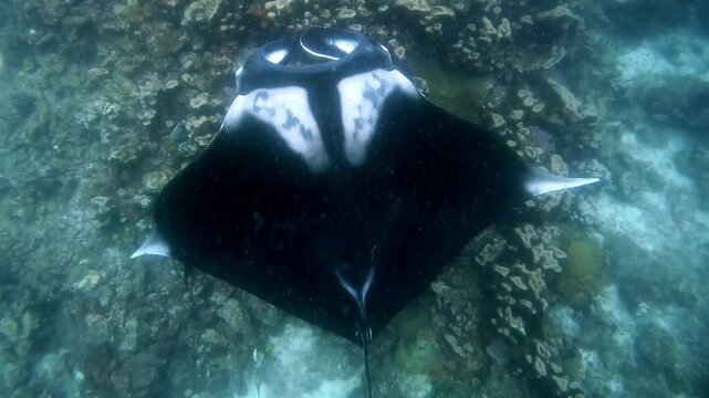 Top view of an Oceanic Manta Ray swimming slowly over a coral reef cleaning station for his cleaning ritual